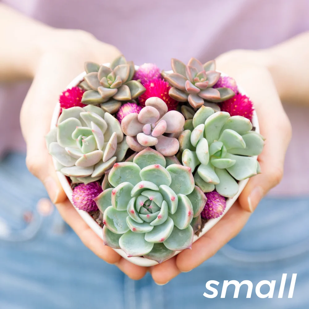 Valentine's or Galentine's Heart Shaped Succulent Arrangement  Stayin'  Alive Succulents