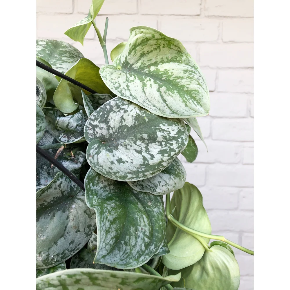 Scindapsus Pictus 'Exotica' 8