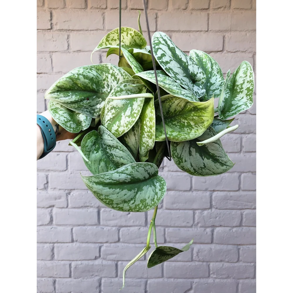 Scindapsus Pictus 'Exotica' (Satin Pothos) 6