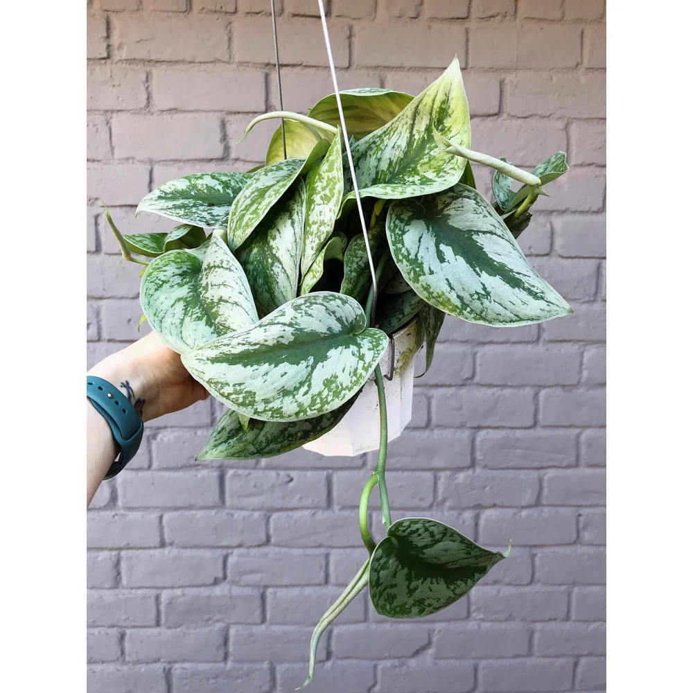 sansevieria futura Sansevieria 'Superba Futura' 6"