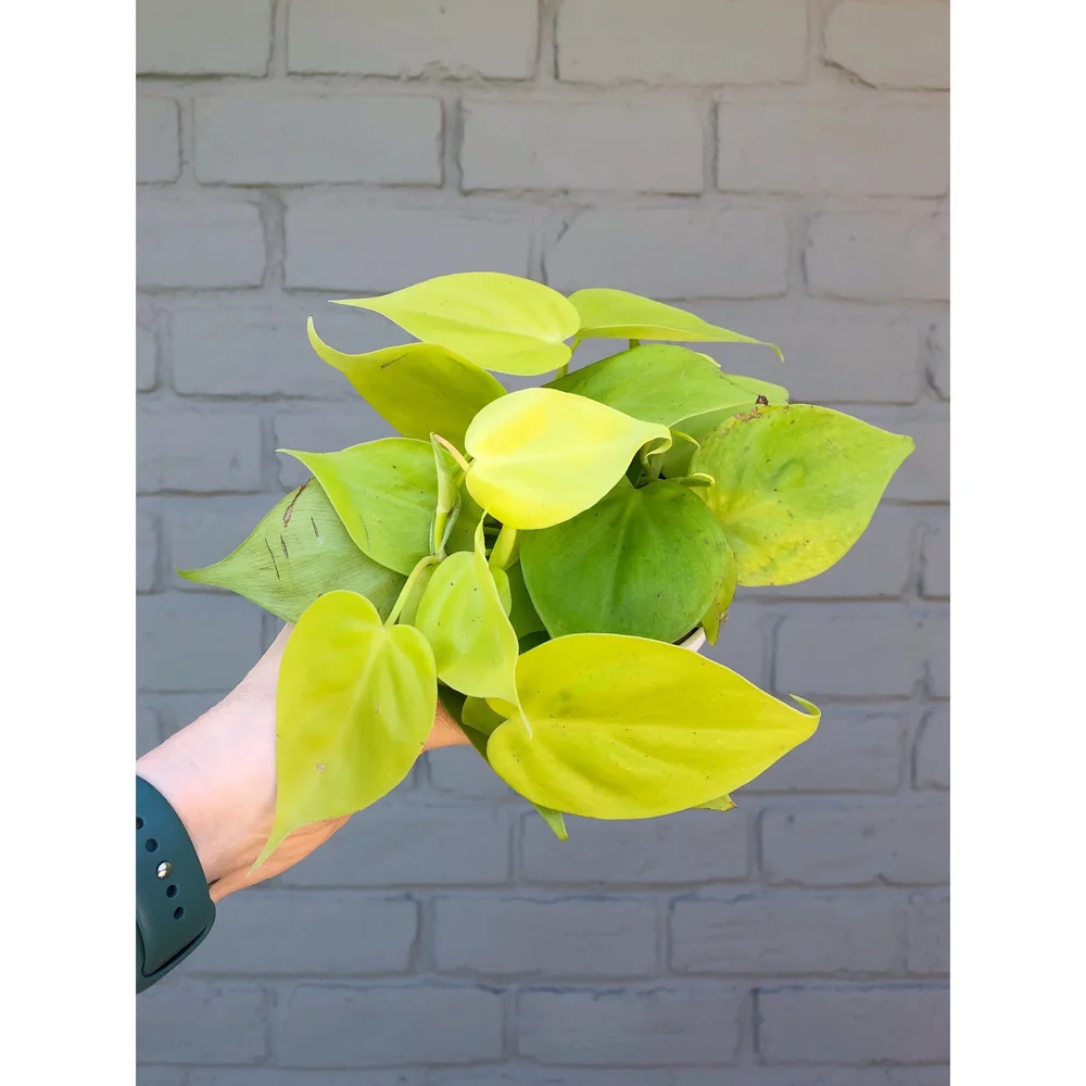 Philodendron Neon Cordatum (Lemon Lime) 4  Stayin' Alive Succulents