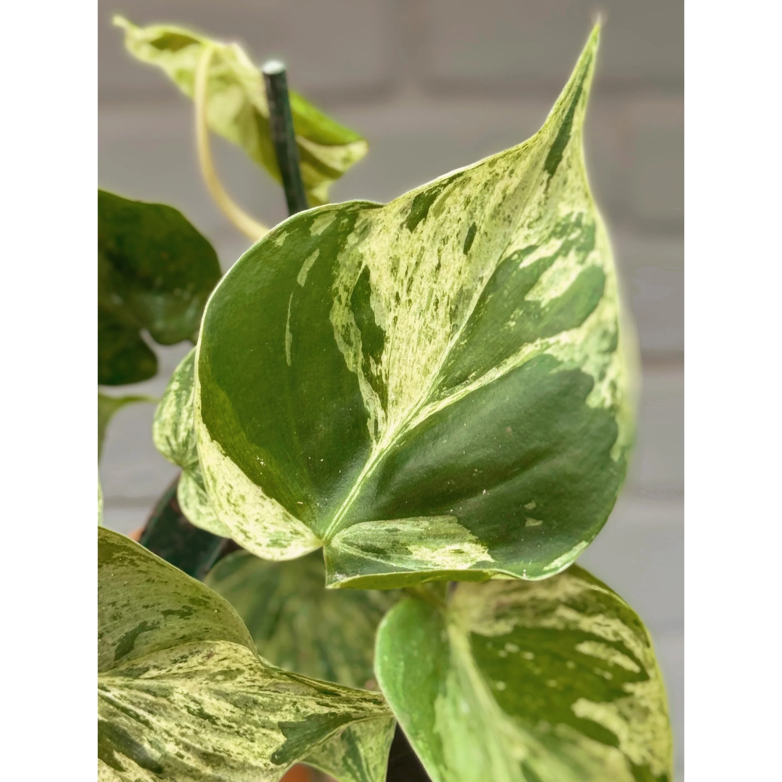 Philodendron Hederaceum Variegated Heartleaf