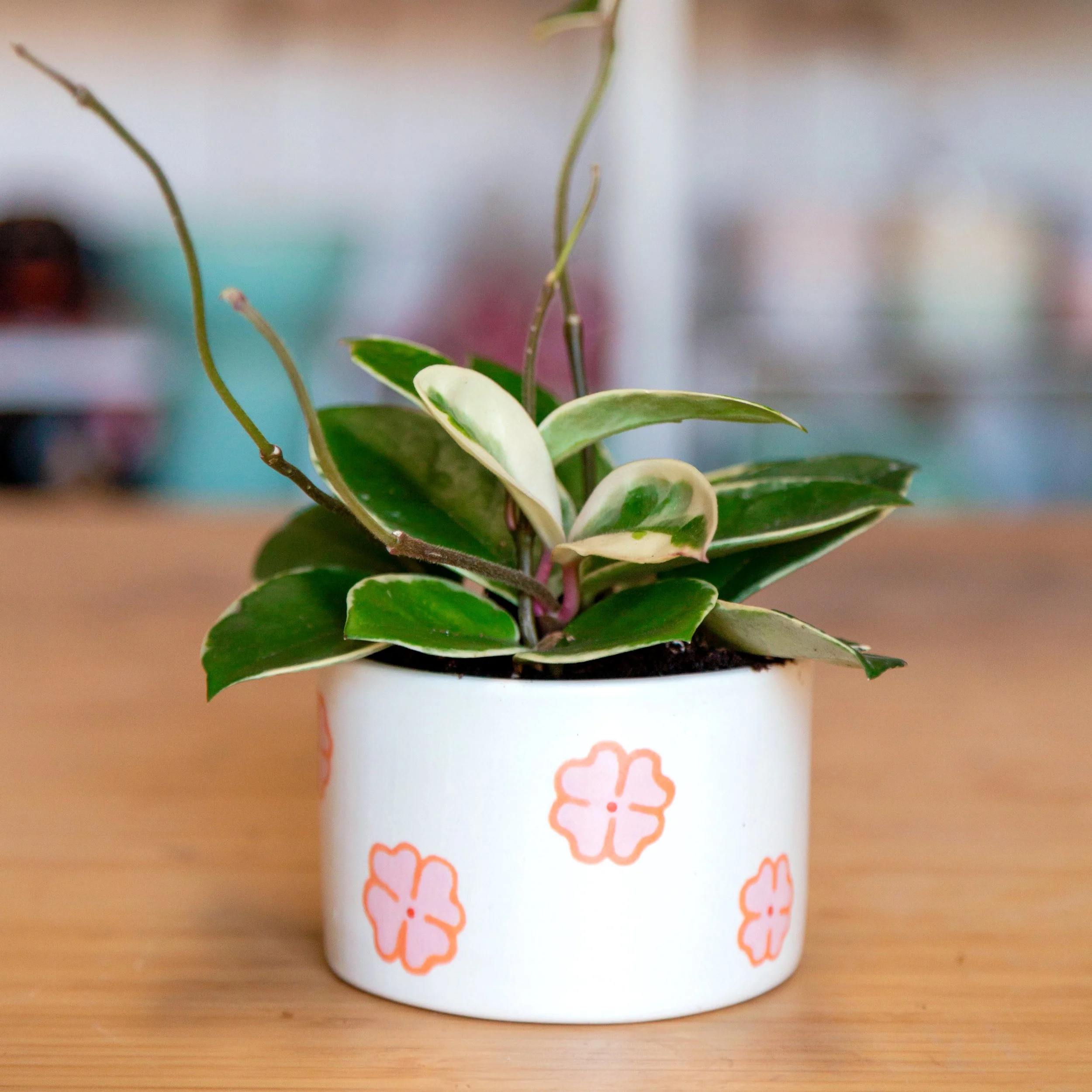 Planters — Stayin' Alive Succulents