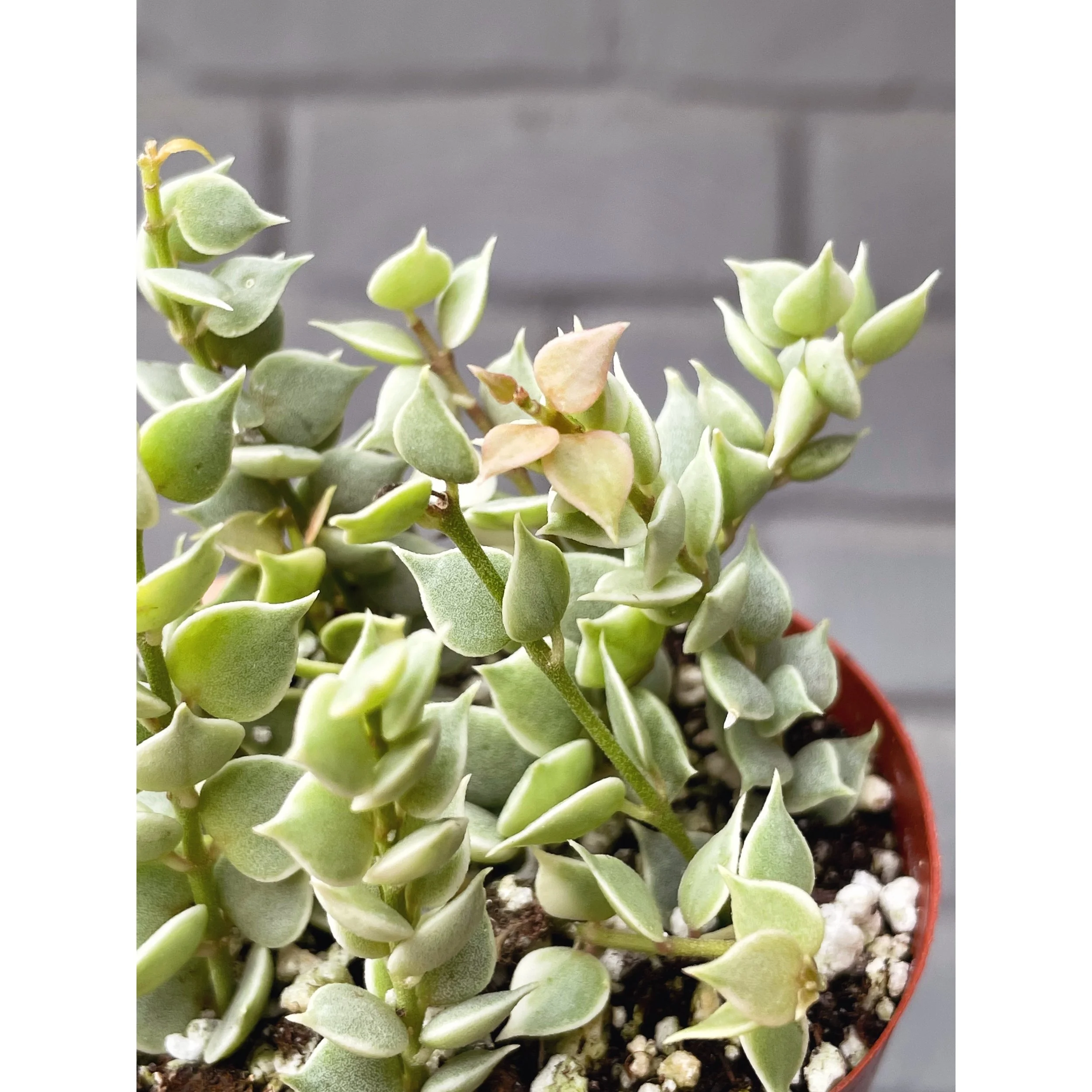Dischidia Ruscifolia - Variegated Million Hearts