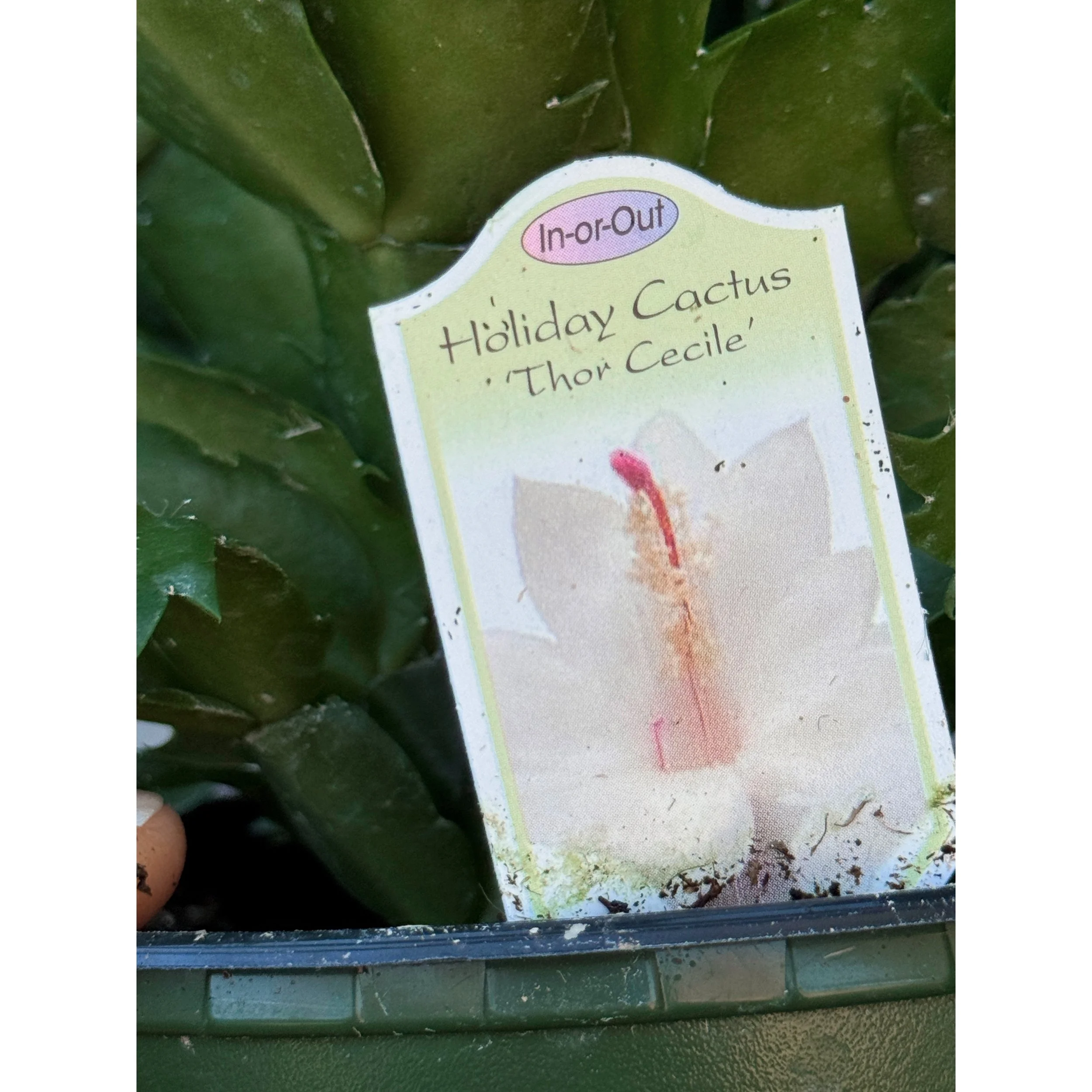 Holiday Cactus - Schlumbergera Hybrid 'Thor Cecile' (White Bloom w/ Pink Center)