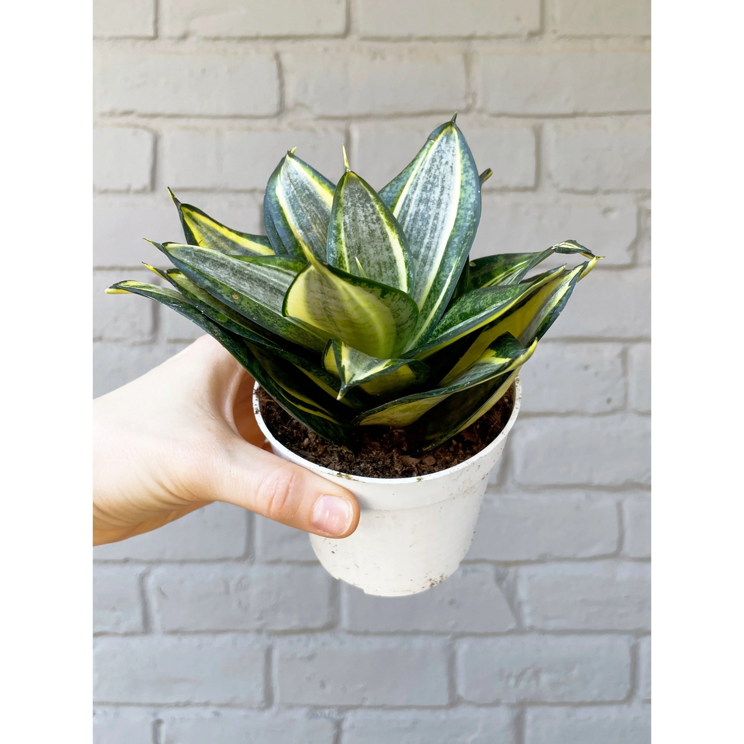 Sansevieria Hahnii 'Radiant Star'