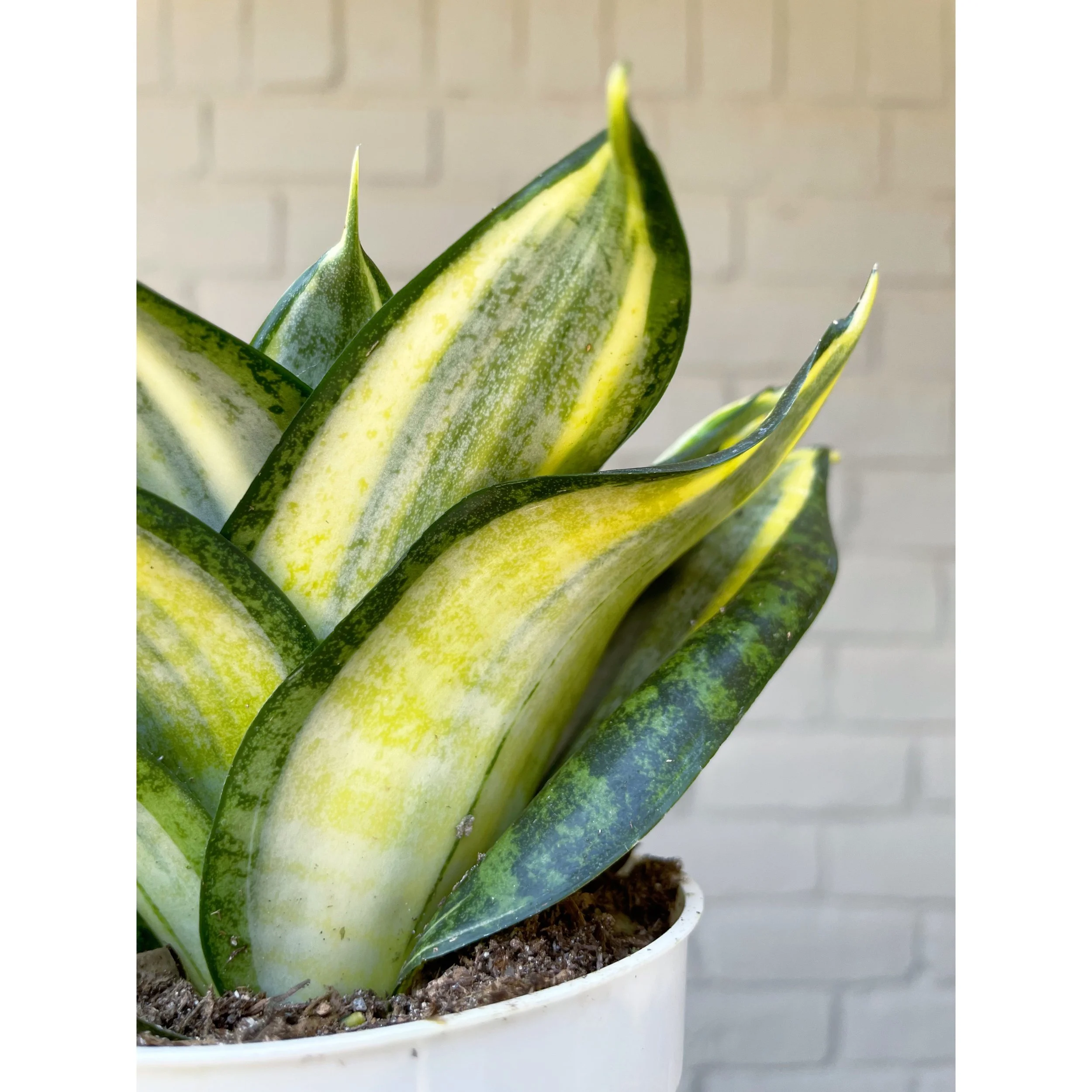 Sansevieria Hahnii 'Radiant Star'