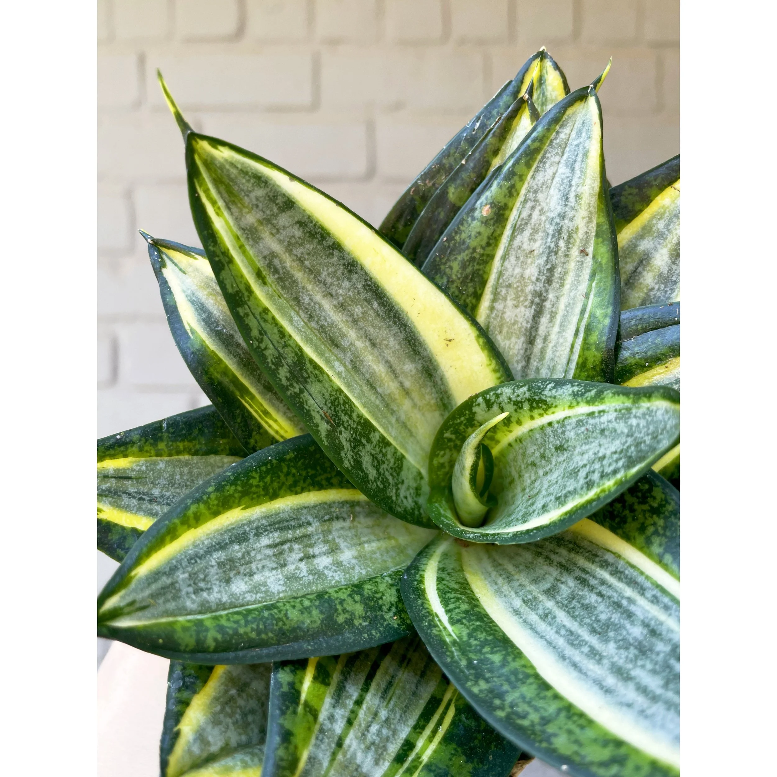 Sansevieria Hahnii 'Radiant Star'