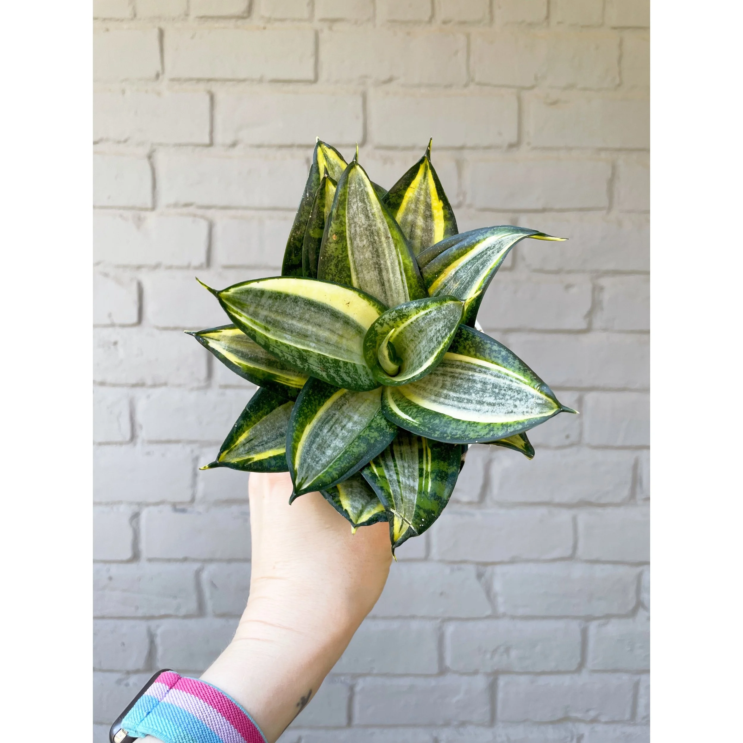 Sansevieria Hahnii 'Radiant Star' 4"