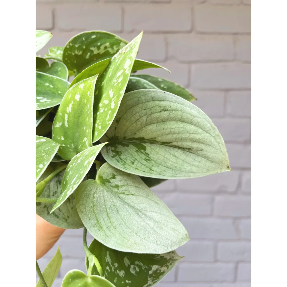 Scindapsus Pictus 'Silvery Ann' 4"  Stayin' Alive Succulents