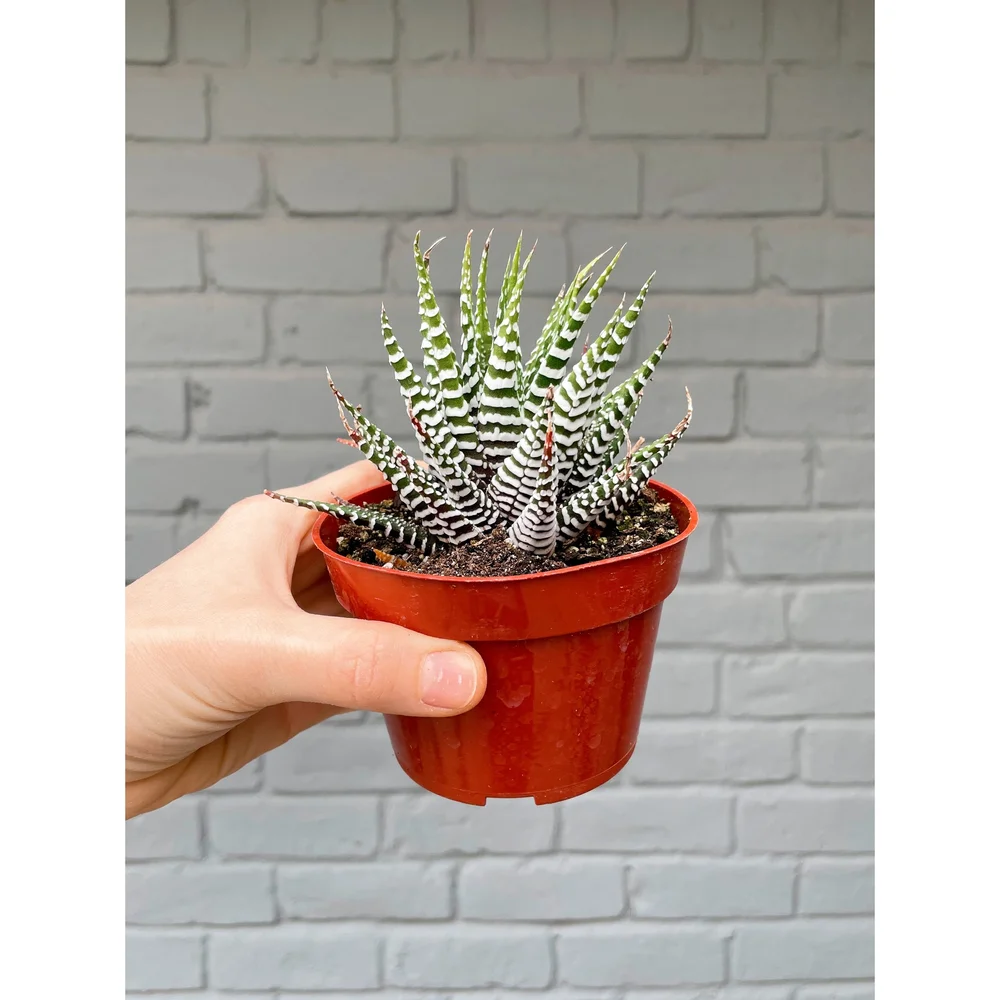 Zebra Haworthia 4"  Stayin' Alive Succulents