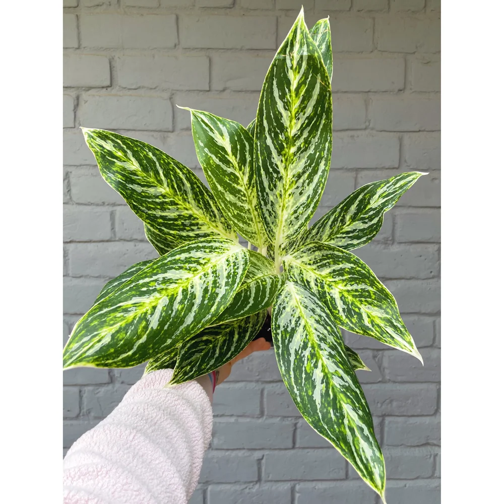 dracaena giganta Dracaena 'Giganta green form' 8