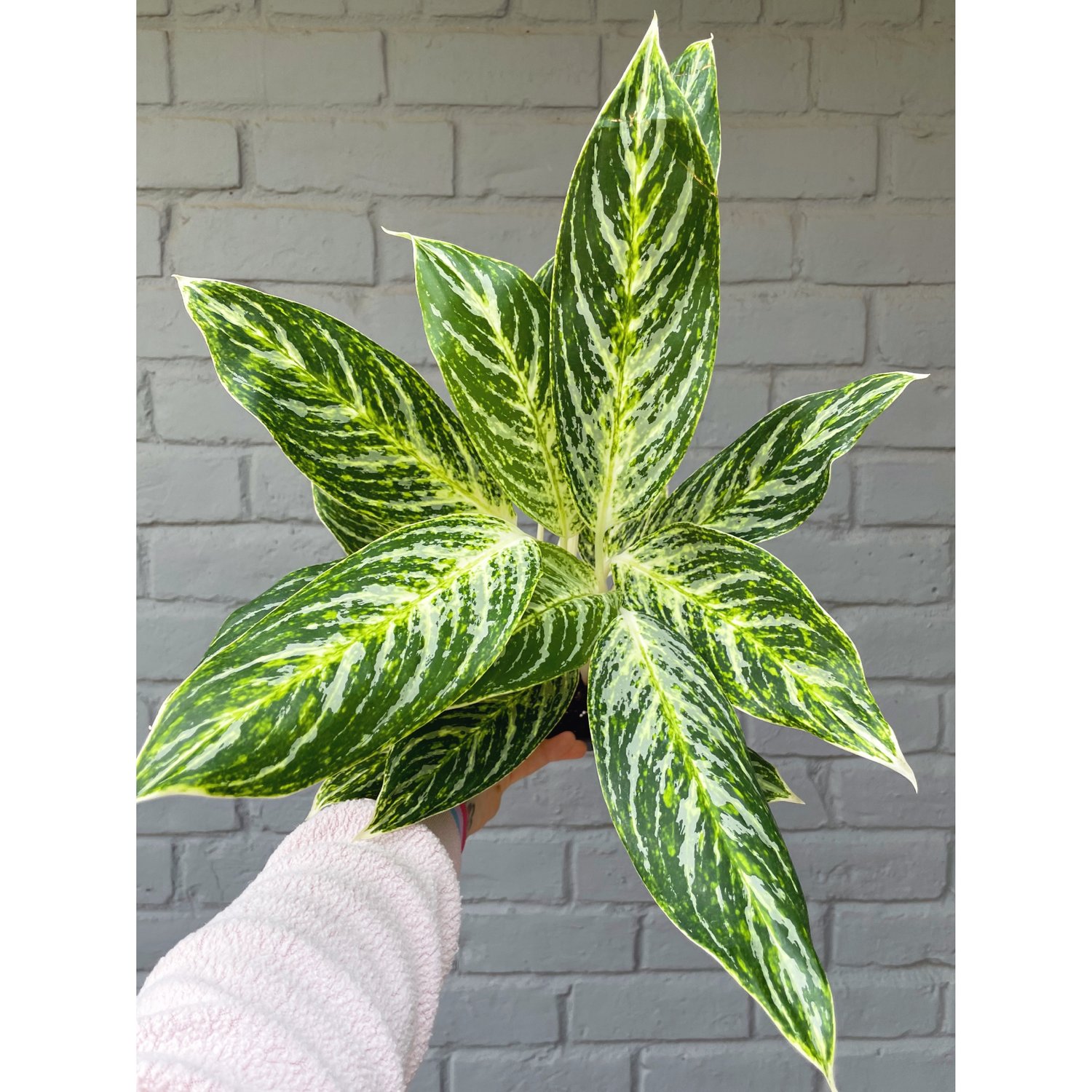 Aglaonema Hybrid 'Golden Madonna' 4 Aglaonema Hybrid 'Golden Madonna' 4