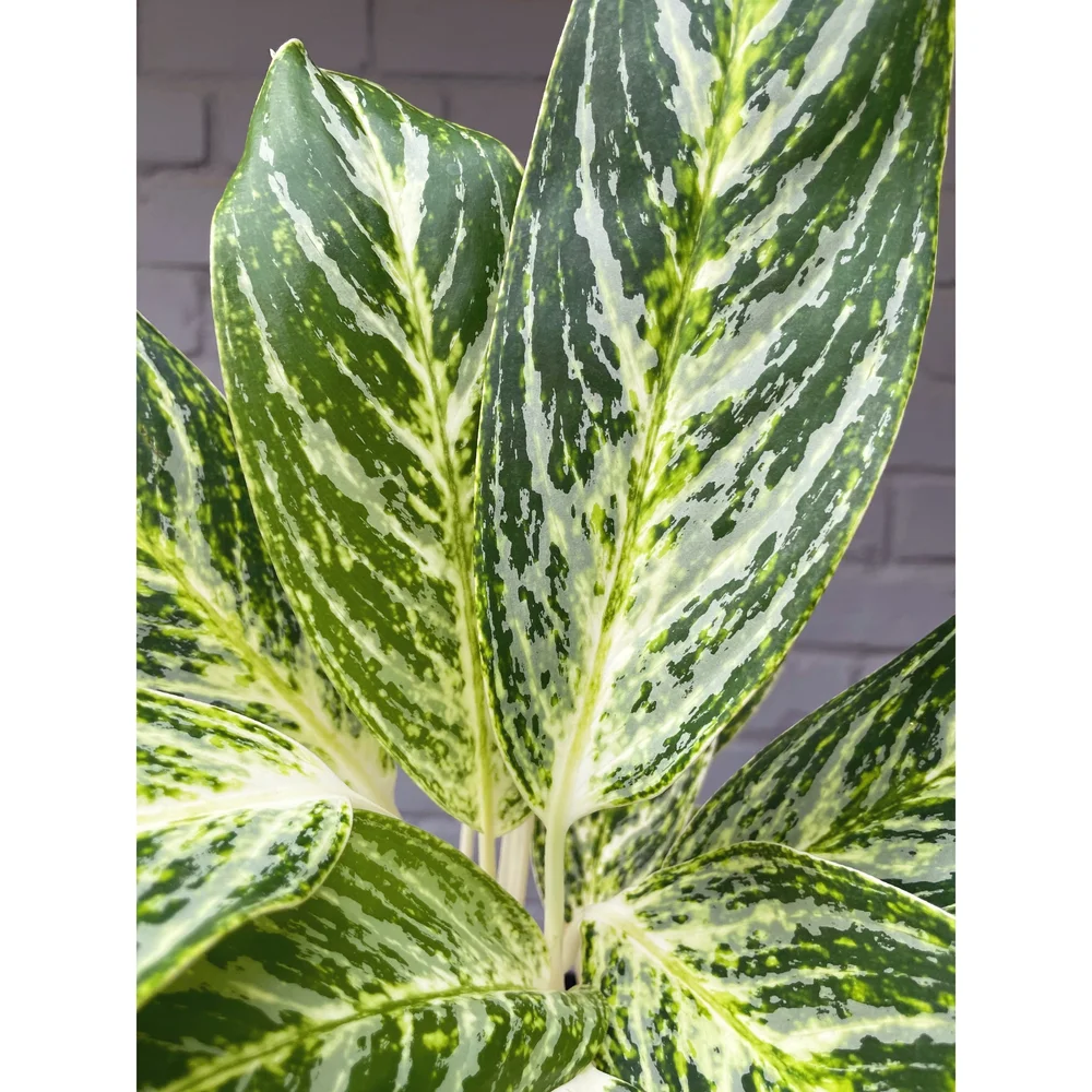 Aglaonema Hybrid 'Golden Madonna' 4" Oversized  Stayin' Alive Succulents