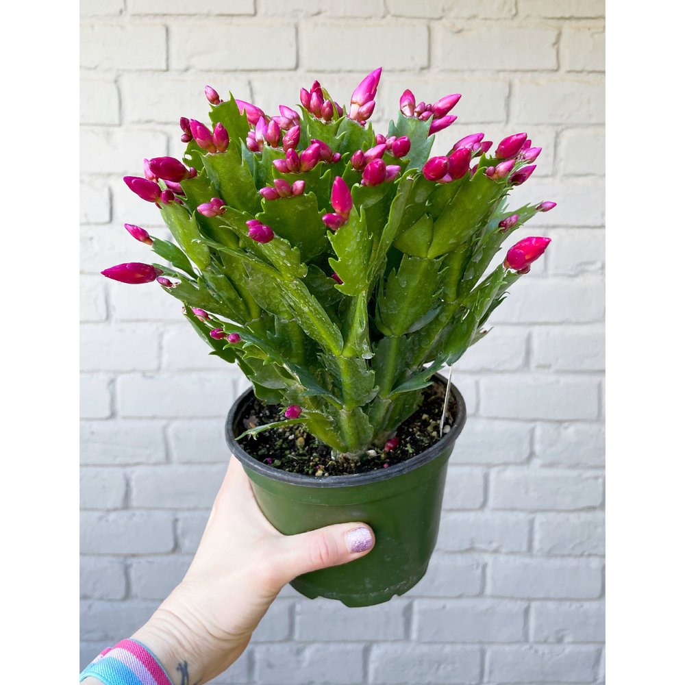 エキノカクタス　インゲンスストロングスピン1199 Christmas Cactus - Schlumbergera Bridgesii 'Crimson Flame' 6
