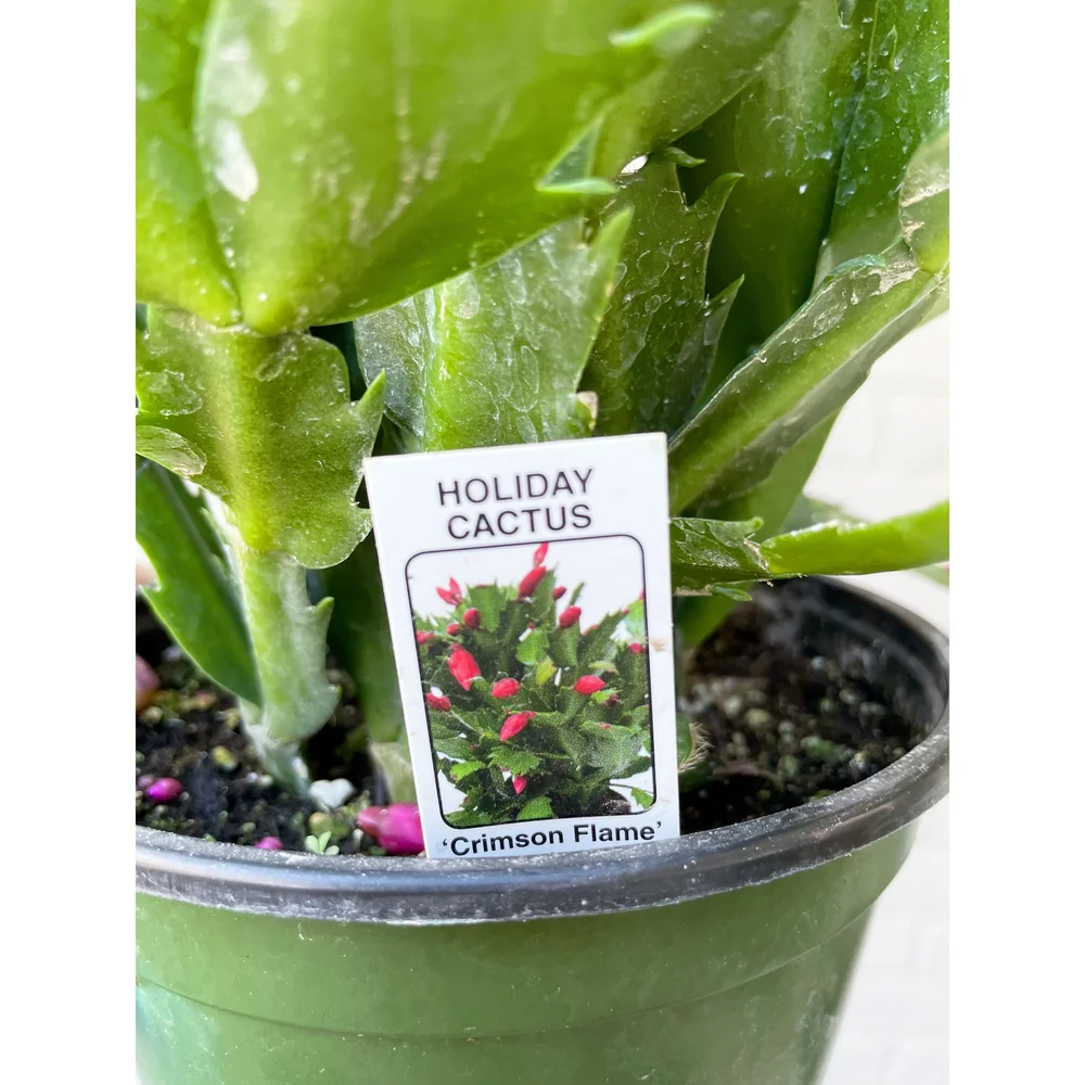 Christmas Cactus - Schlumbergera Bridgesii 'Crimson Flame' 6