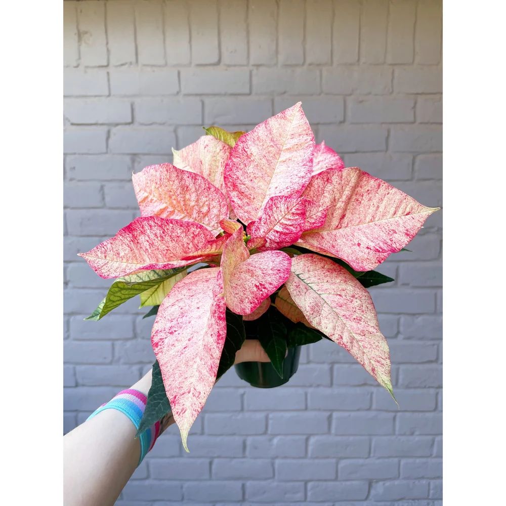 Poinsettia Picasso — Stayin' Alive Succulents