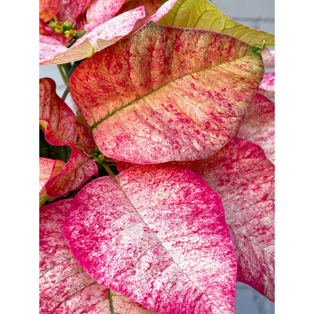 Poinsettia Picasso — Stayin' Alive Succulents