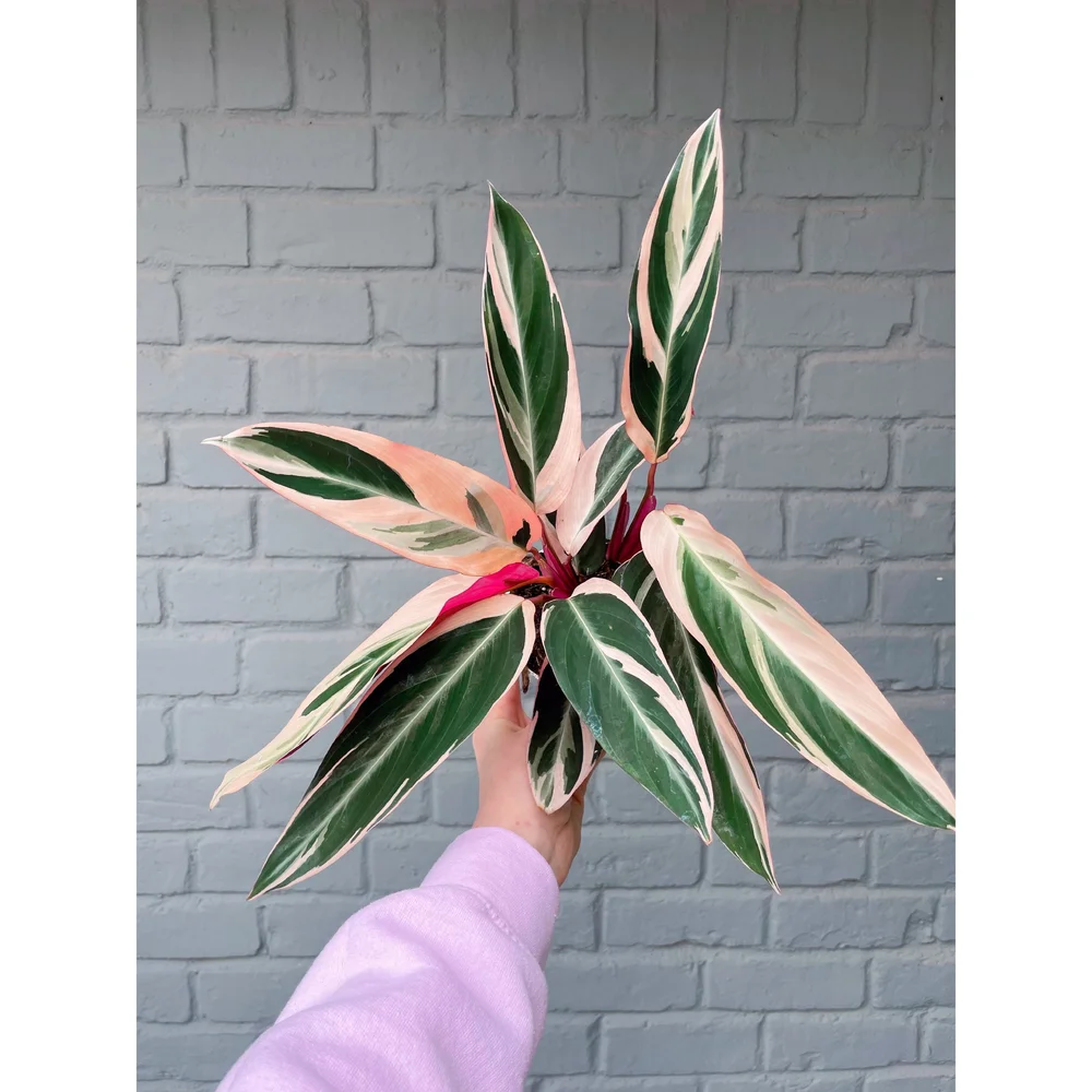 Stromanthe Triostar - Pink Prayer Plant  Stayin' Alive Succulents