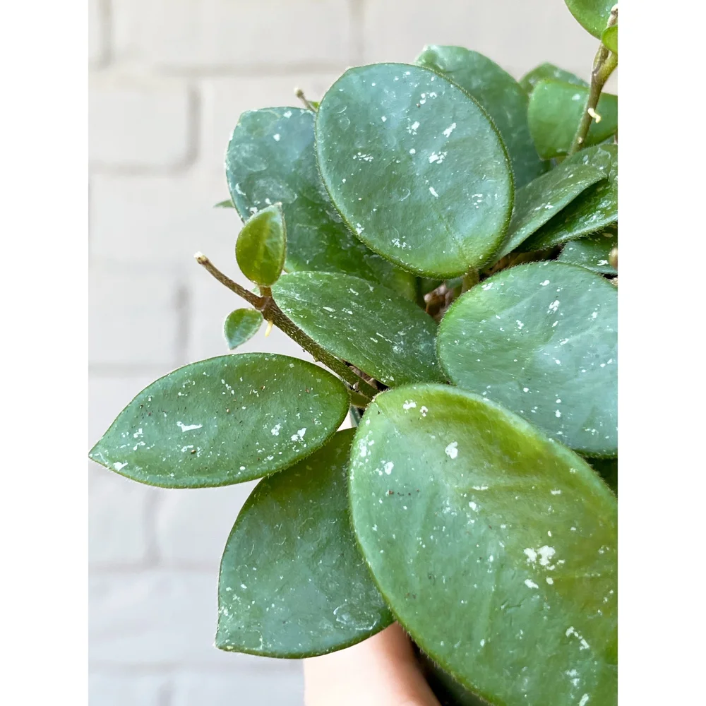 Hoya Mathilde 4