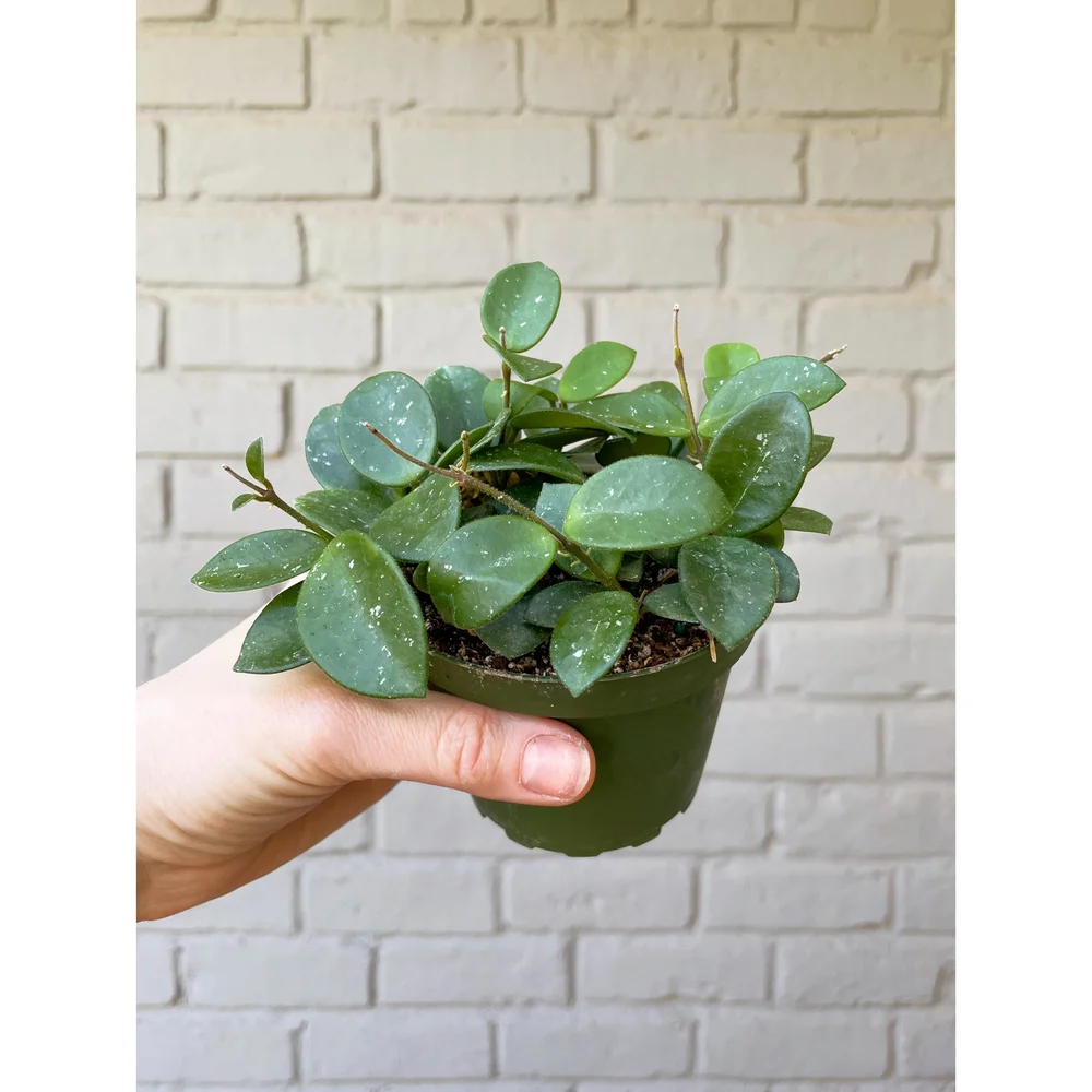 その他観葉植物 hoya mathilda variegata Rare) Hoya Mathilde Variegated for sale - HappyForestStore