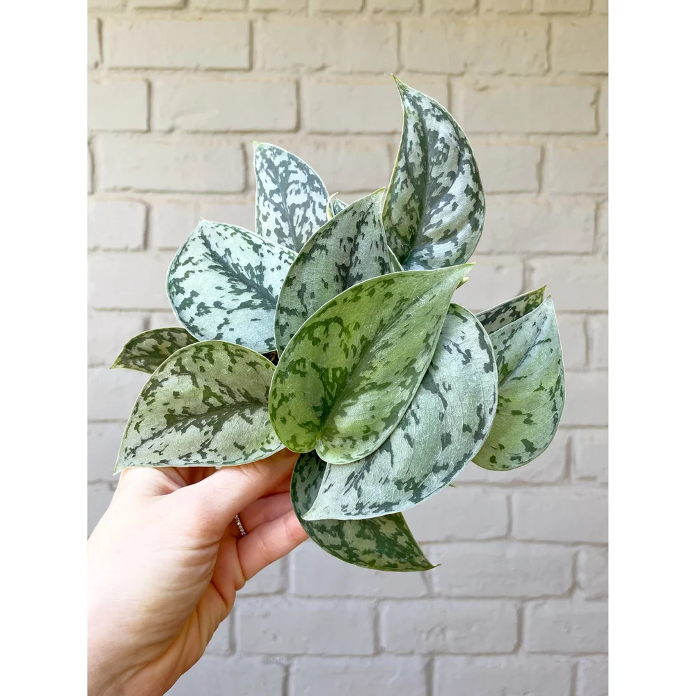 Scindapsus 'Silver Lady' 4