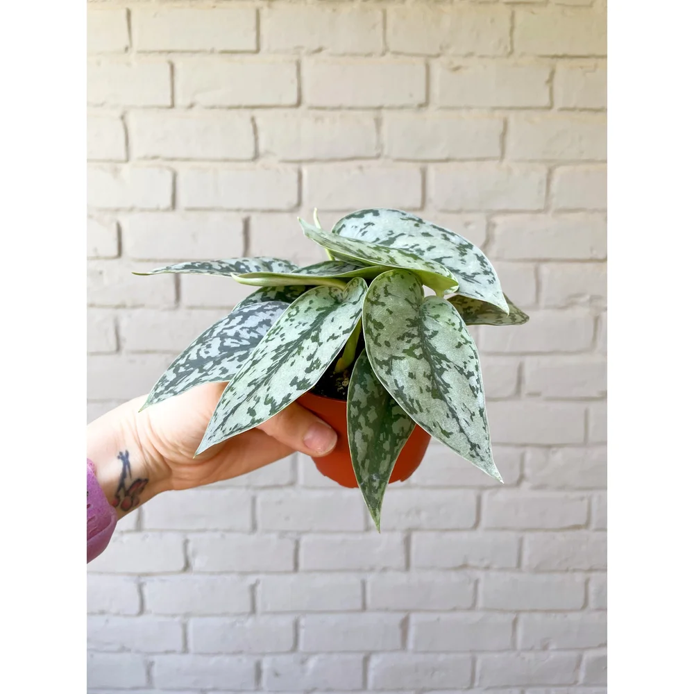 Scindapsus 'Silver Lady' 4
