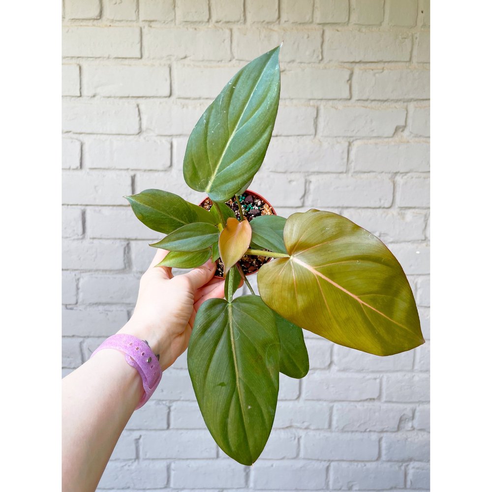 philodendron with long leaves Philodendron Green Princess