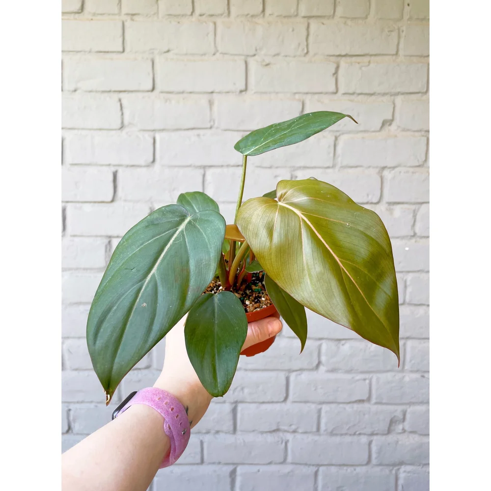 plant tea Tea Plant (Camellia sinensis)