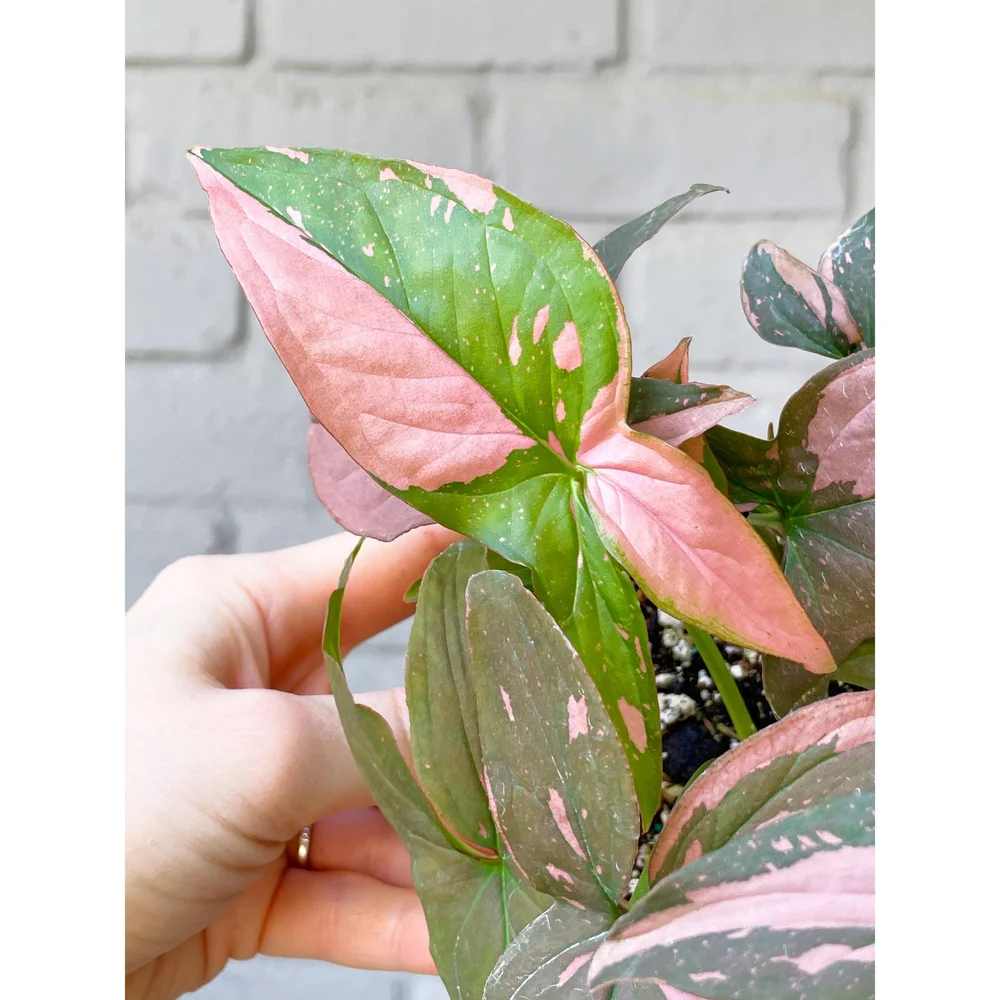 prunus lusitanica variegata *RETAIL