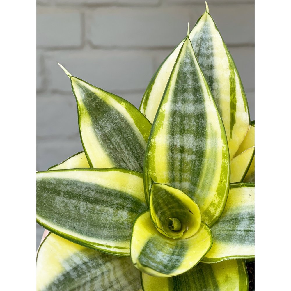 Sansevieria Trifasciata 'Golden Hahnii'  Stayin' Alive Succulents