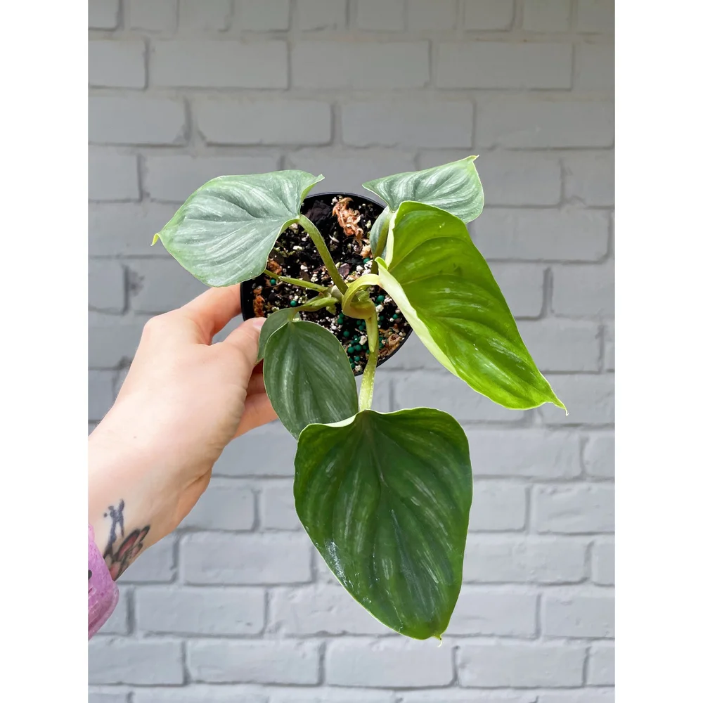 Philodendron 'Plowmanii' 4"  Stayin' Alive Succulents