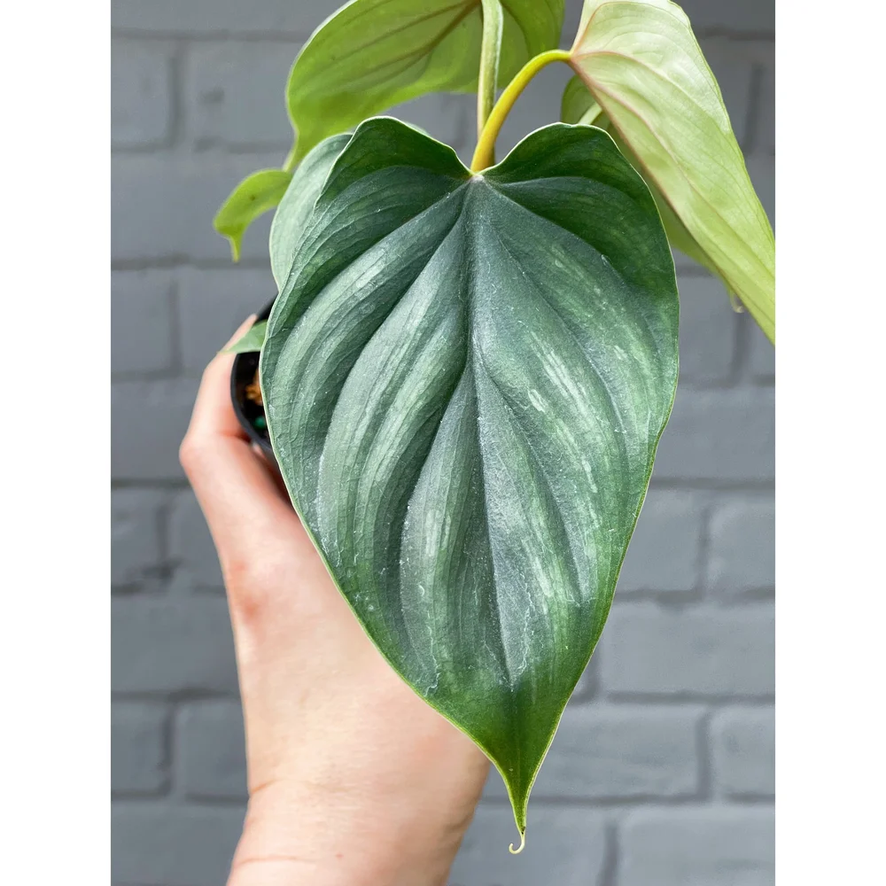 Philodendron 'Plowmanii' 4"  Stayin' Alive Succulents