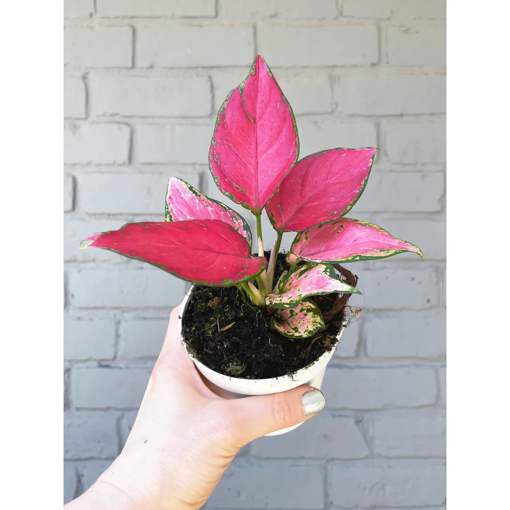 Aglaonema Hybrid 'Cherry' 4” — Stayin' Alive Succulents