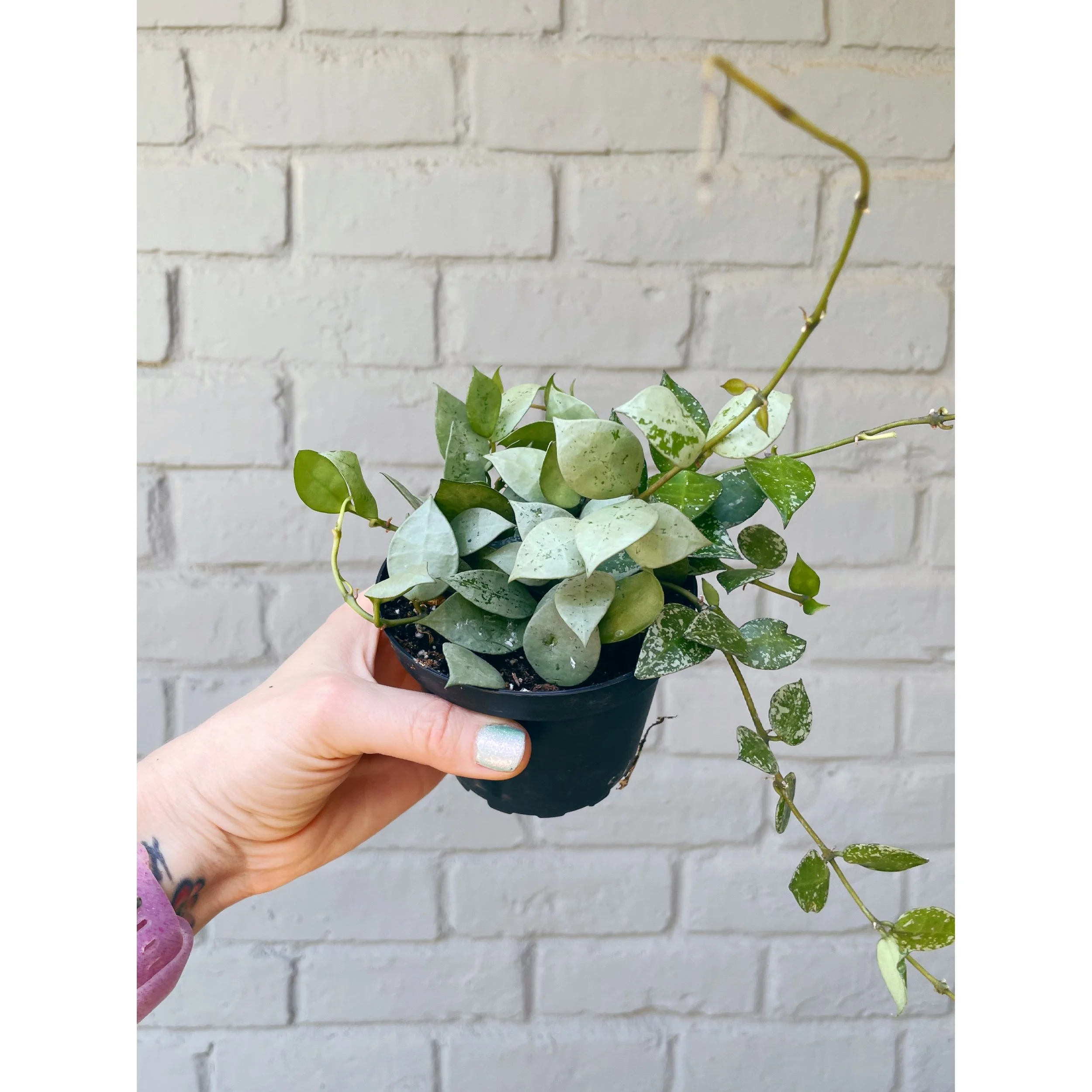 POWERS TO FLOWERS – Hoya Krohniana Eskimo Splash Super Silver In Vaso 9cm – Pianta Vera Con Omaggio Incluso
