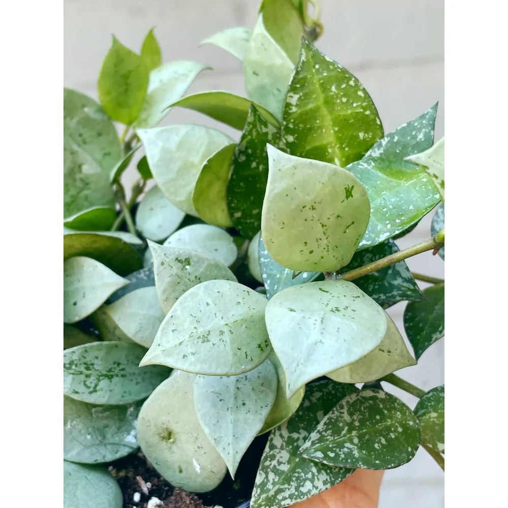 Hoya Krohniana 'Super Silver' Eskimo 4
