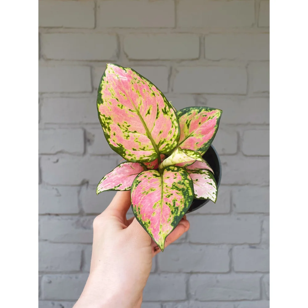 Aglaonema Hybrid 'Roxy Pink' 4