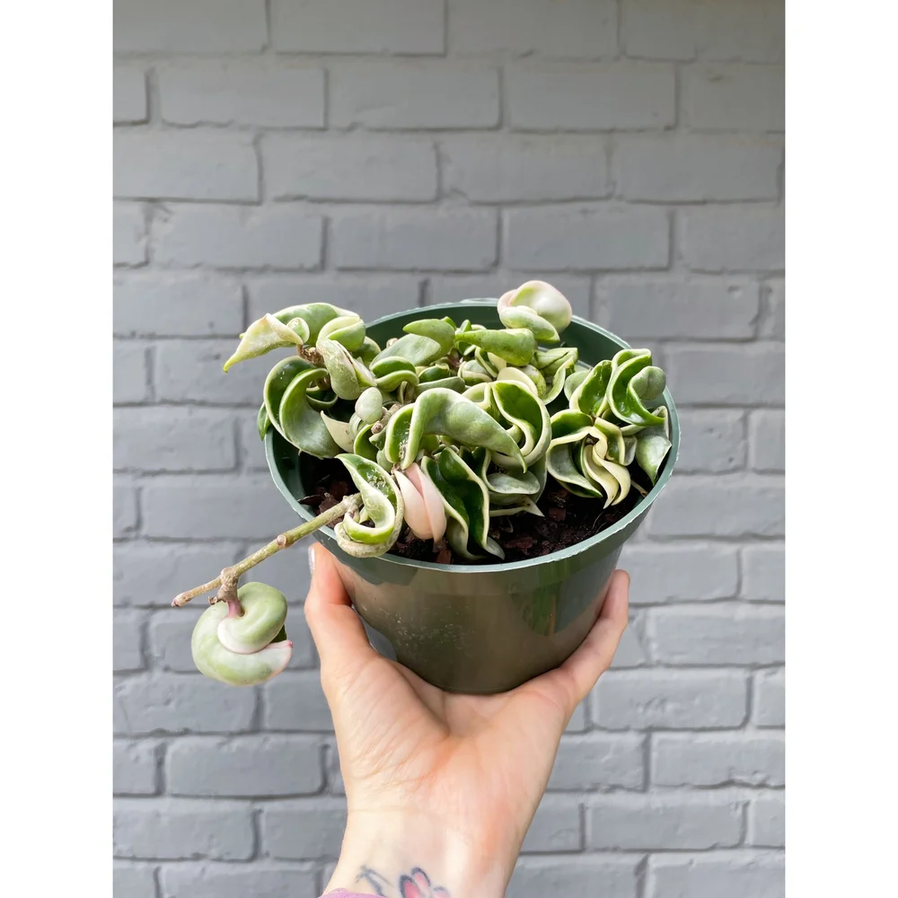 Variegated Hoya Carnosa Compacta Hindu Rope 6"  Stayin' Alive Succulents
