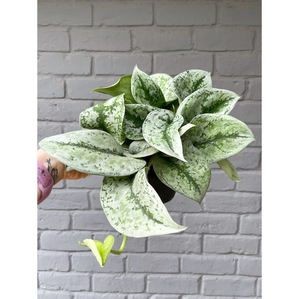 Scindapsus 'Dappled Dude' 6