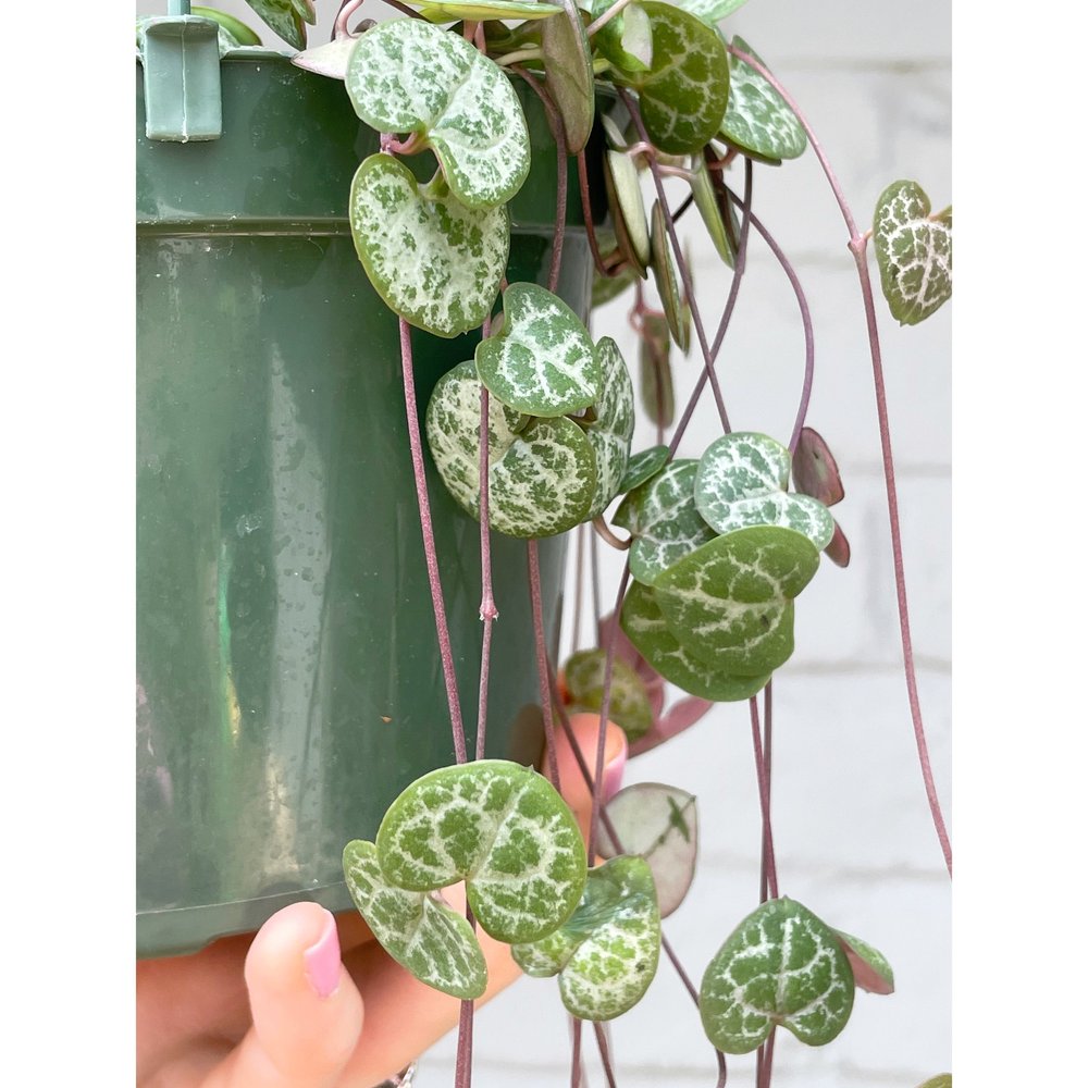 Ceropegia Woodii 'String of Hearts' 6