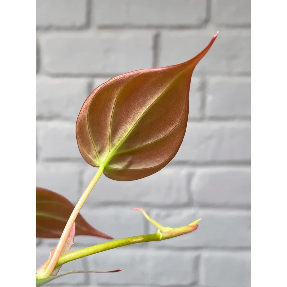 Philodendron Hederaceum 'Micans' 4  Stayin' Alive Succulents