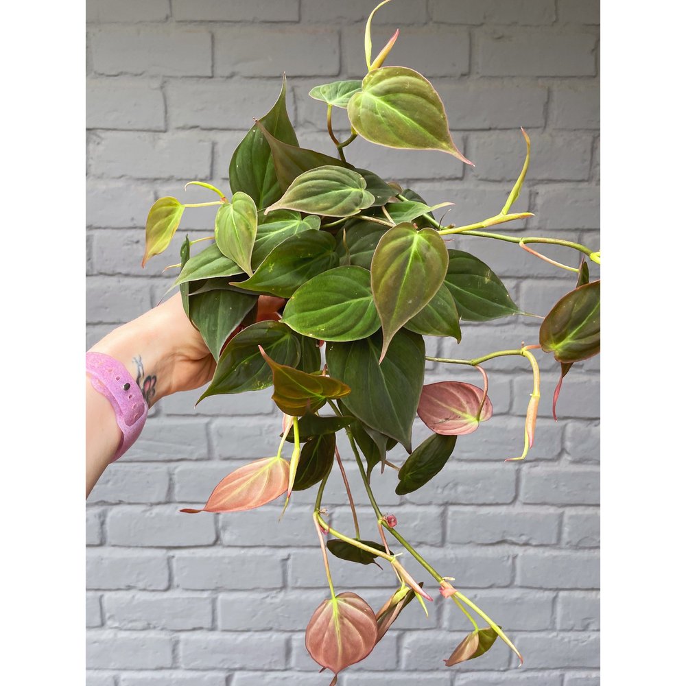 maranta prayer plant Maranta Red 