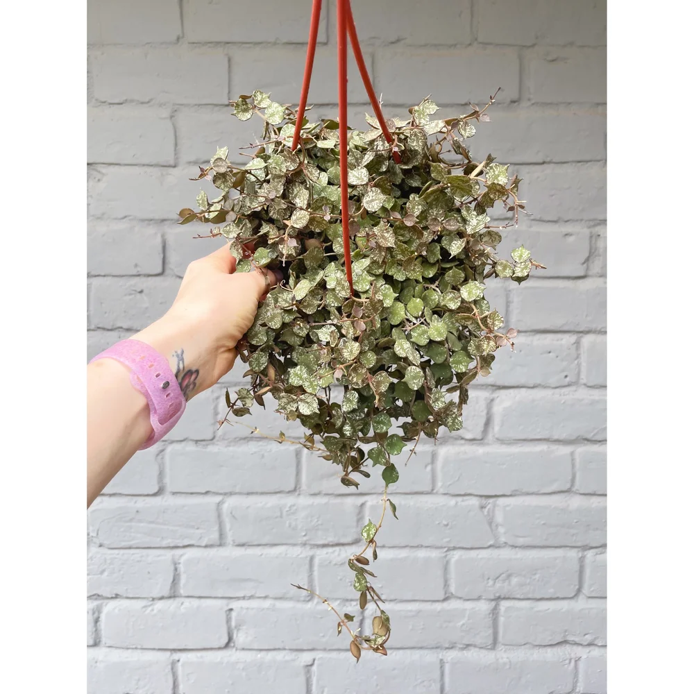 Hoya Curtisii 6