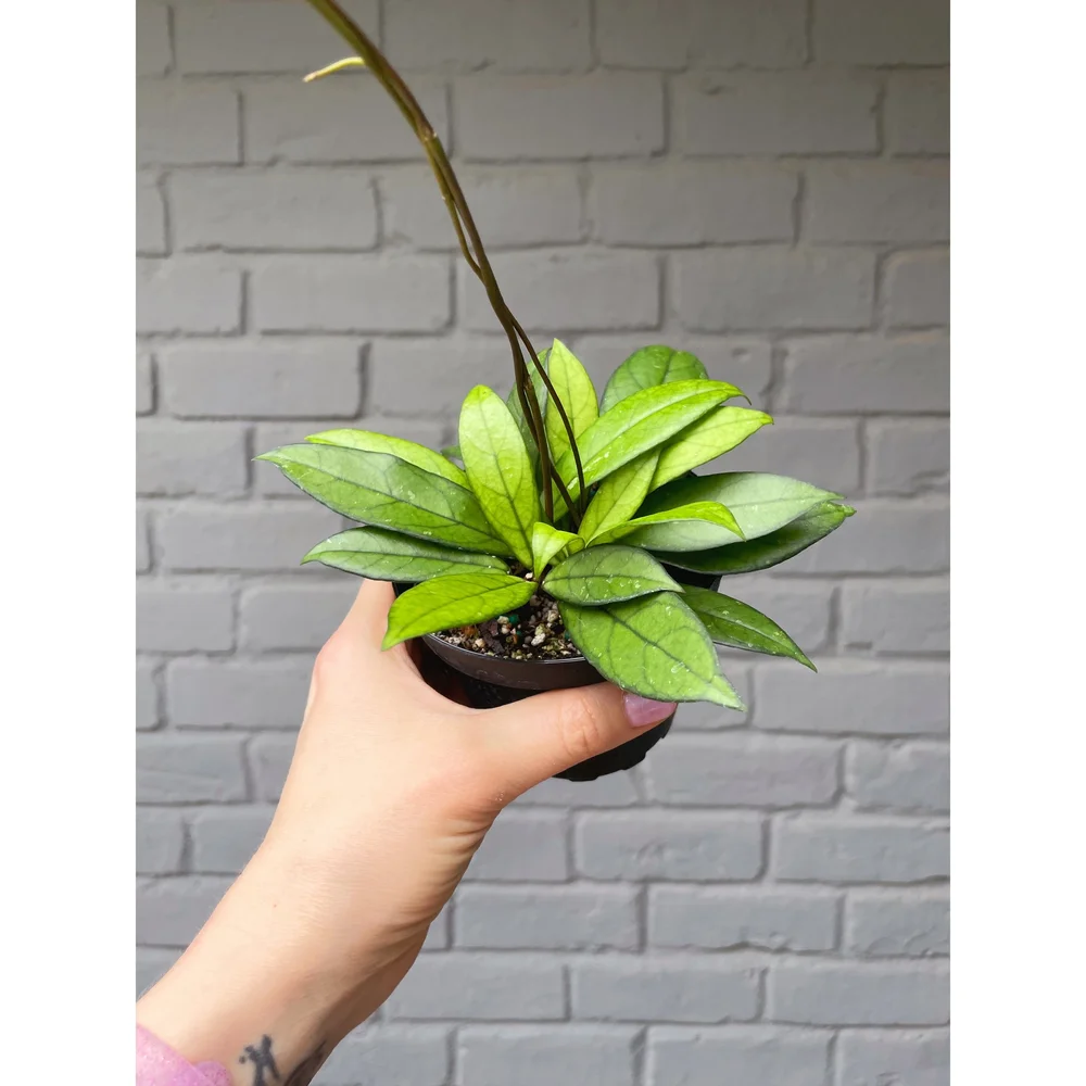 Hoya 'Crassipetiolata' 4