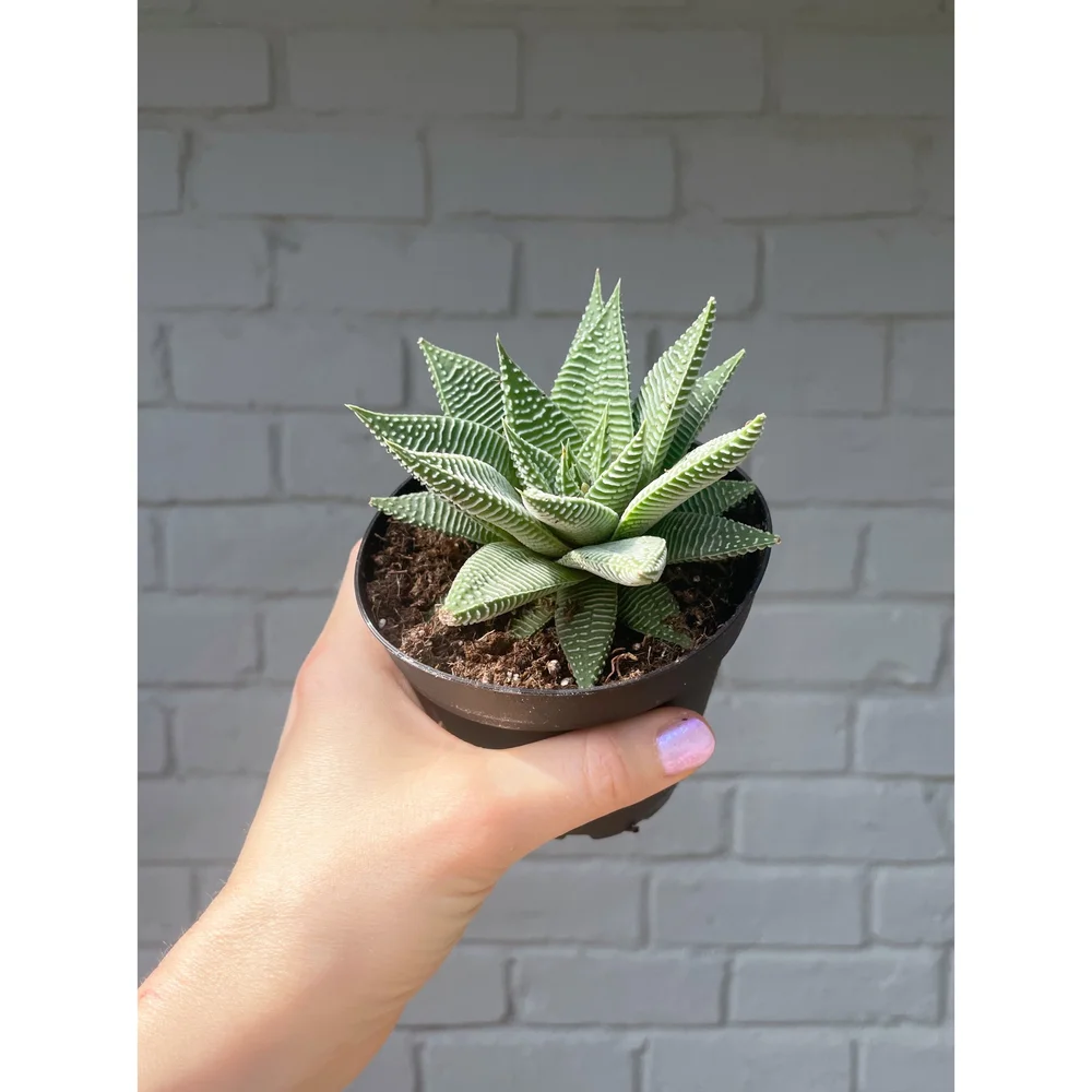 Haworthia 'Miami' 4"  Stayin' Alive Succulents