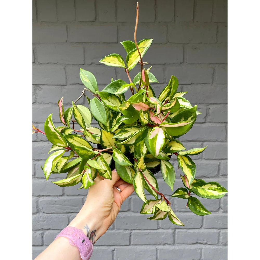 Hoya Carnosa Tricolor Krimson Princess — Stayin' Alive Succulents