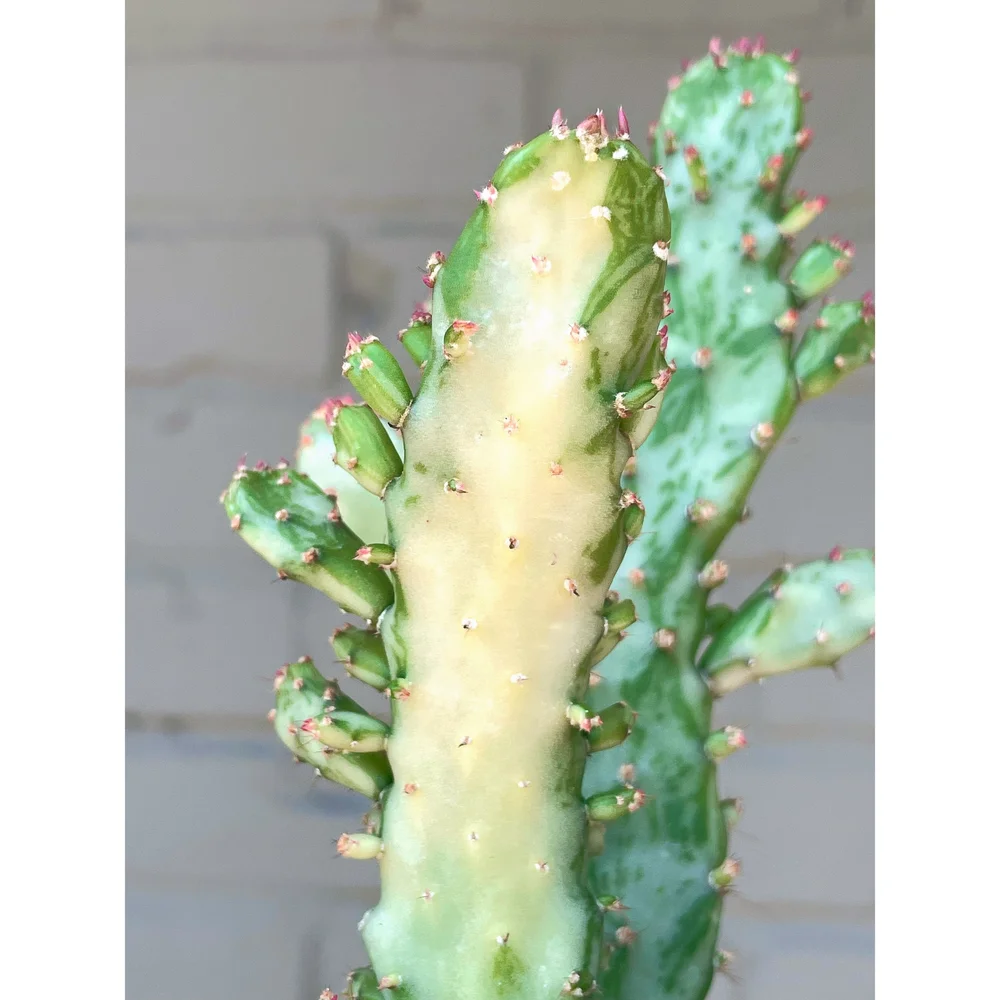 Opuntia Monacantha Variegata 'Joseph's Coat' Variegated' 4"  Stayin' Alive  Succulents