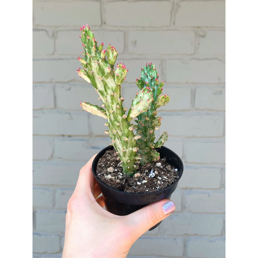 Opuntia Monacantha Variegata 'Joseph's Coat' Variegated' 4"  Stayin' Alive  Succulents