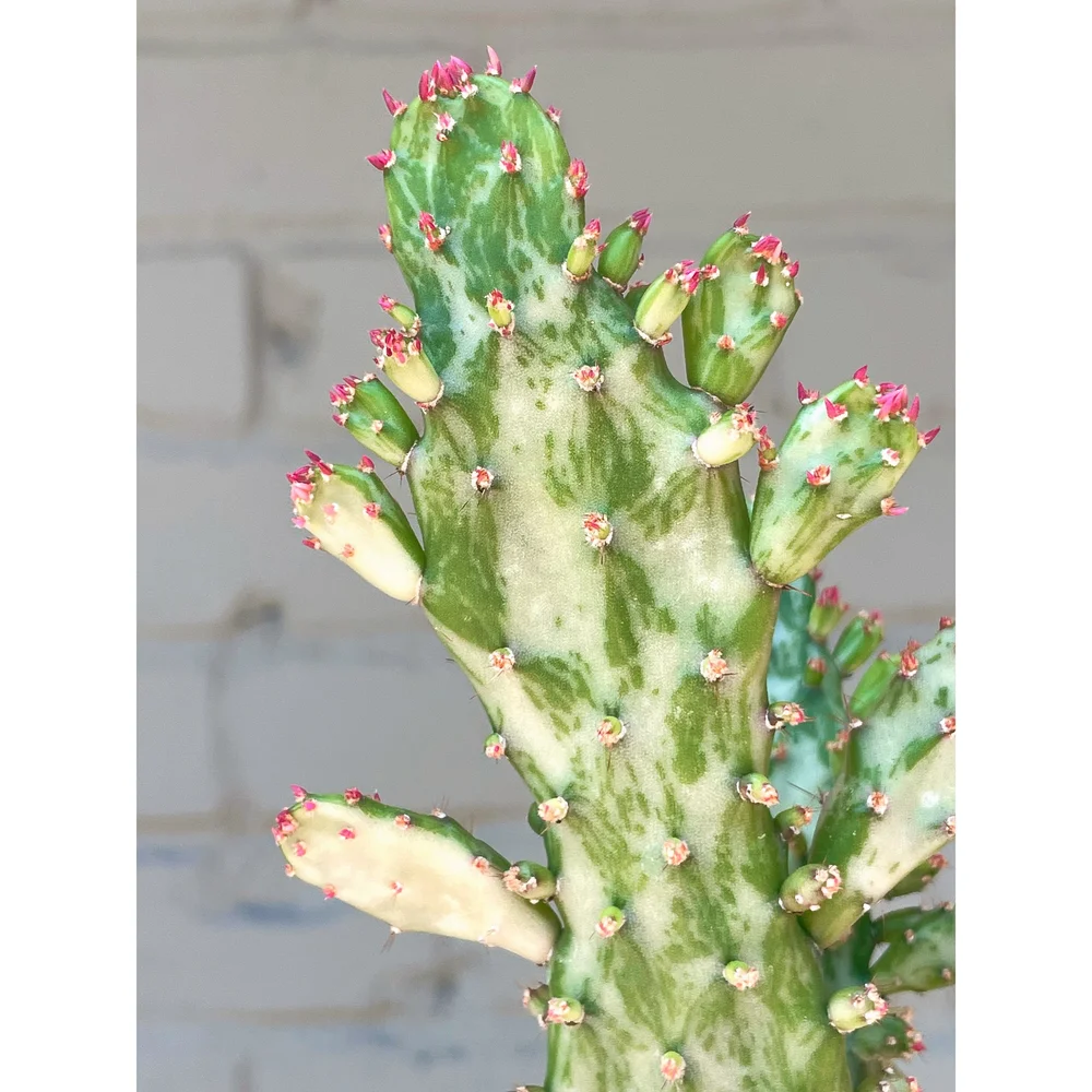Opuntia Monacantha Variegata 'Joseph's Coat' Variegated' 4"  Stayin' Alive  Succulents