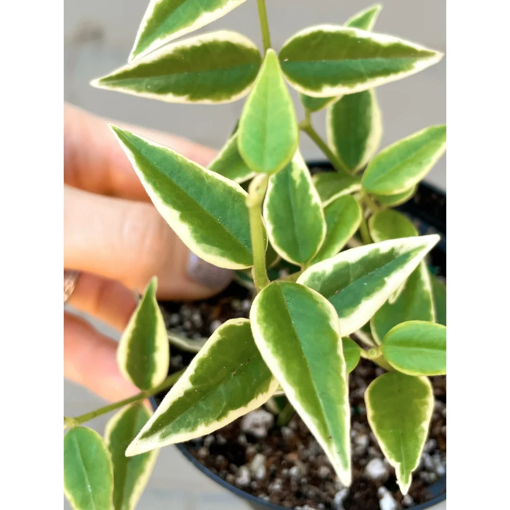 Hoya Bella Outer Variegation 4"  Stayin' Alive Succulents